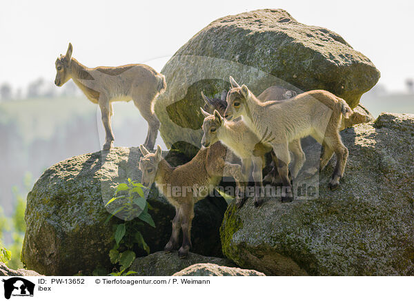 Steinbock / ibex / PW-13652