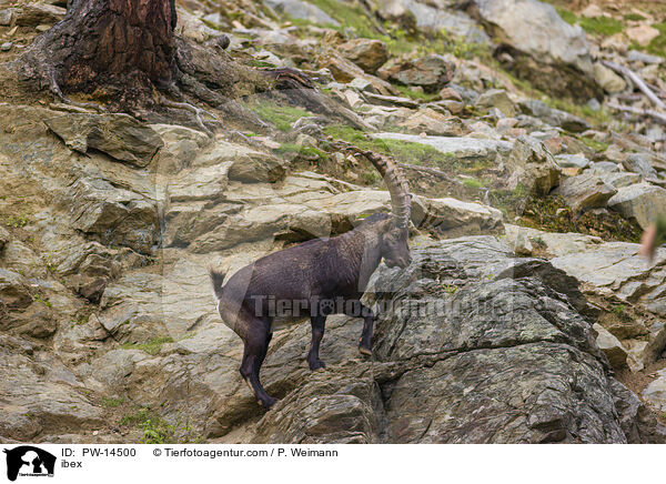 Steinbock / ibex / PW-14500