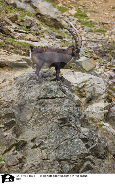 Steinbock / ibex / PW-14501