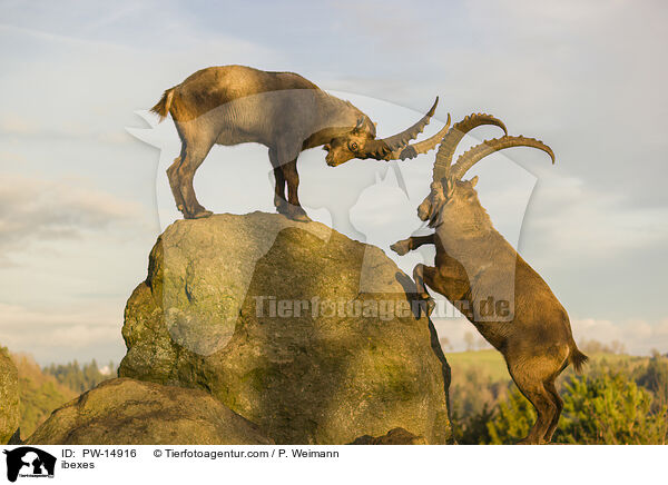 Steinbcke / ibexes / PW-14916