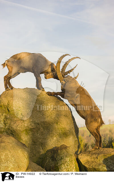 Steinbcke / ibexes / PW-14922