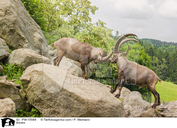 Steinbcke / ibexes / PW-15589