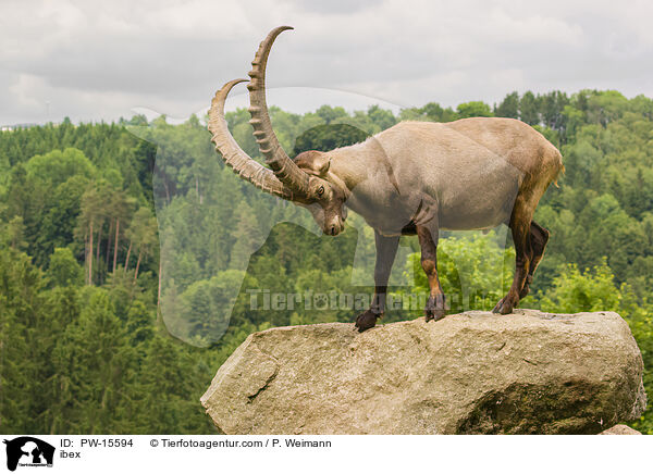 Steinbock / ibex / PW-15594