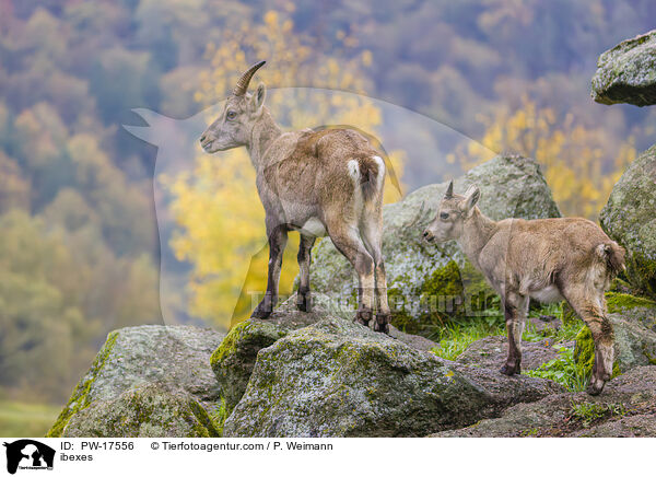 Steinbcke / ibexes / PW-17556