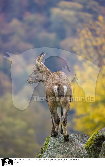 Steinbock / ibex / PW-17559