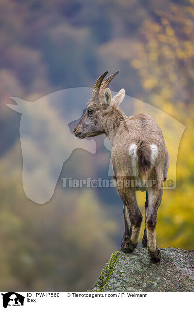 Steinbock / ibex / PW-17560