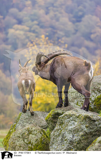 Steinbcke / ibexes / PW-17561