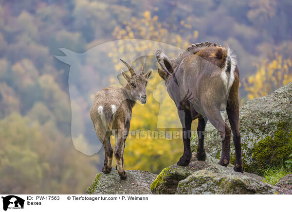 Steinbcke / ibexes / PW-17563