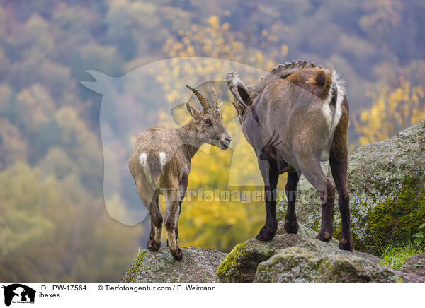 Steinbcke / ibexes / PW-17564