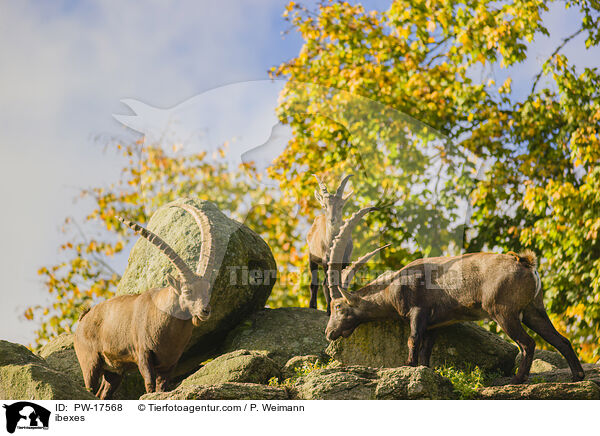 Steinbcke / ibexes / PW-17568