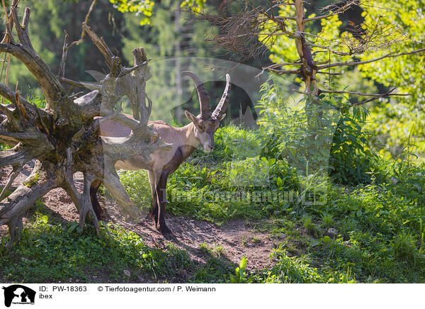 Steinbock / ibex / PW-18363