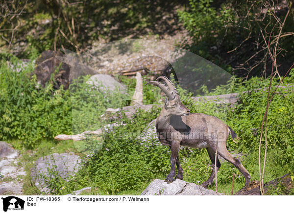 Steinbock / ibex / PW-18365