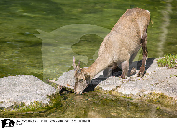 Steinbock / ibex / PW-18375