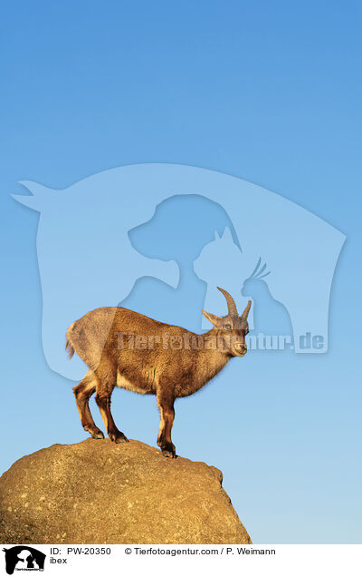 Steinbock / ibex / PW-20350