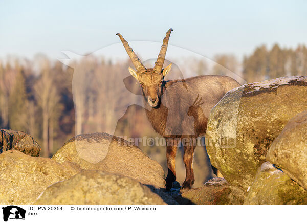 Steinbock / ibex / PW-20354