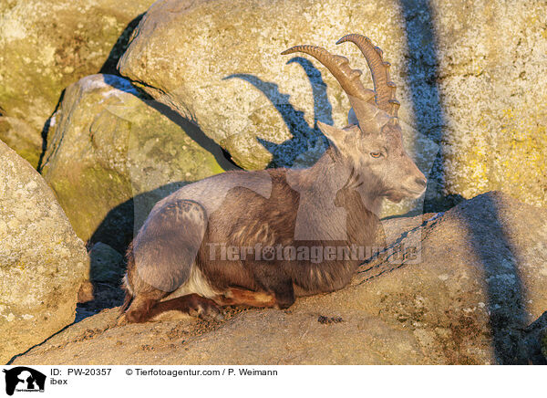 Steinbock / ibex / PW-20357