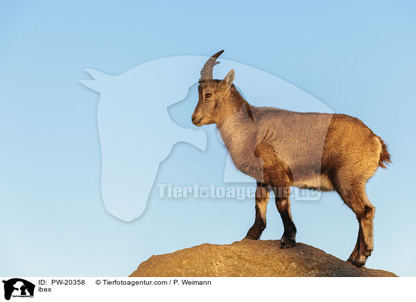 Steinbock / ibex / PW-20358