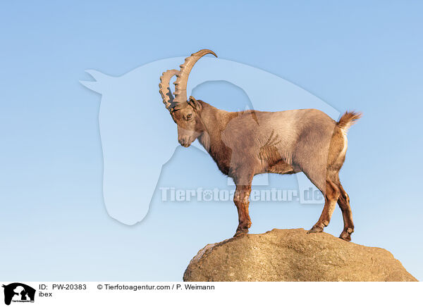 Steinbock / ibex / PW-20383