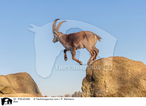 Steinbock / ibex / PW-20388