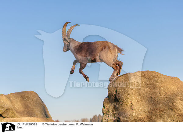 Steinbock / ibex / PW-20389