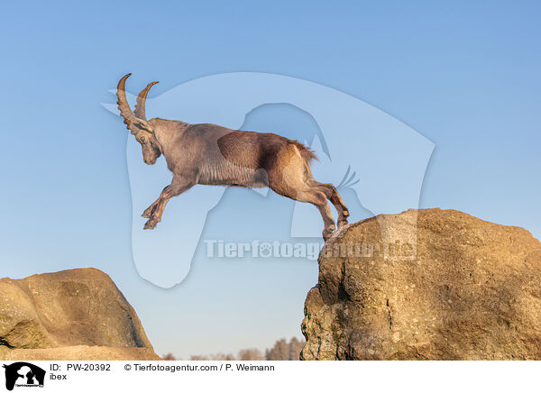 Steinbock / ibex / PW-20392