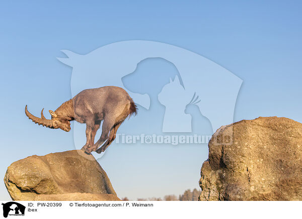 Steinbock / ibex / PW-20399