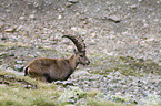 ibex