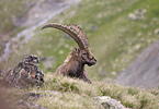 ibex