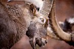 ibexes