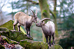 ibexes