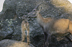 Ibexes