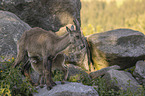 Ibexes