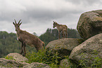 Ibexes