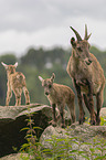 Ibexes