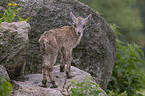 young Ibex