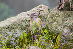 ibex