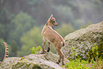 ibex
