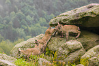 ibex