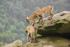 ibex