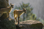 ibex