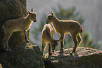 ibex