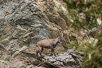ibex