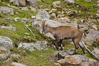 ibex