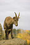ibex