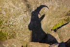 ibex