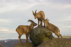 ibexes