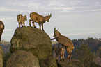 ibexes