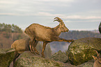ibexes