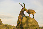 ibexes