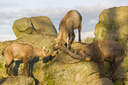 ibexes